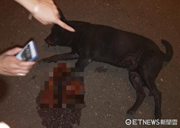 新澳门彩出号综合走势图和7岁男孩遭3只犬撕咬与7岁男孩遭3只犬撕咬怎么办