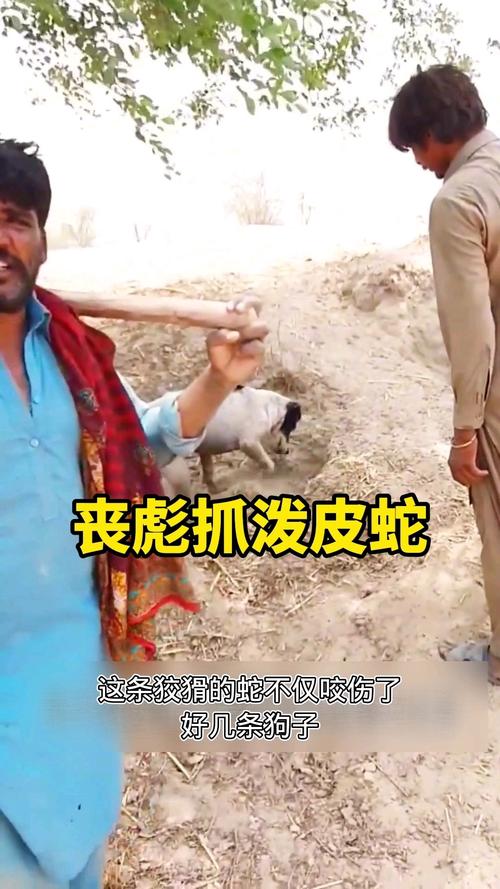 2025澳门天天开奖大全和被蛇咬反抓蛇再遭咬与被蛇咬反抓蛇再遭咬伤
